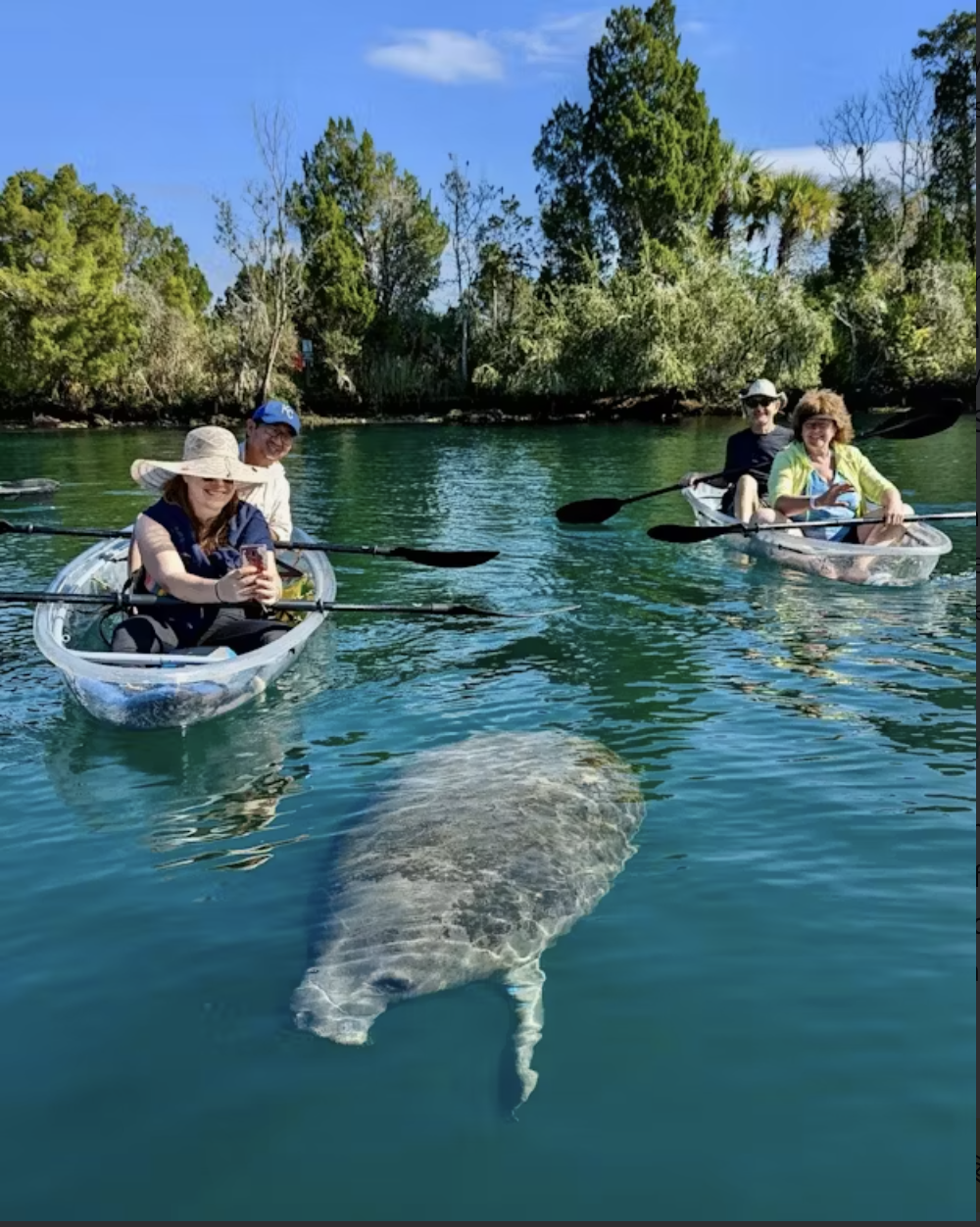 clear kayak manatee tour florida